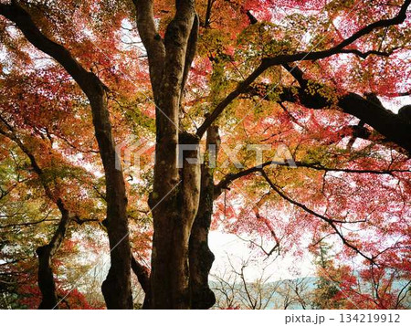 《奈良県》紅葉 《奈良県》紅葉 134219912