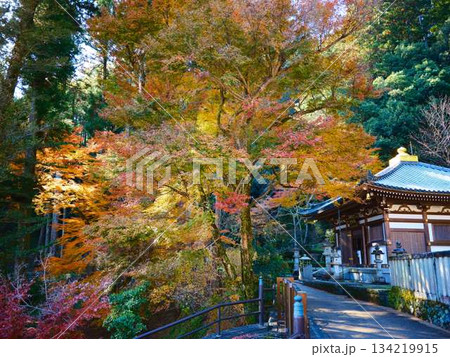 《奈良県》紅葉 《奈良県》紅葉 134219915