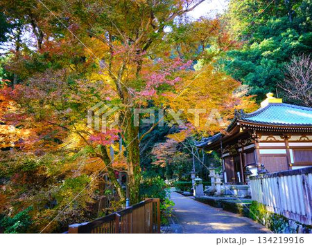 《奈良県》紅葉 《奈良県》紅葉 134219916