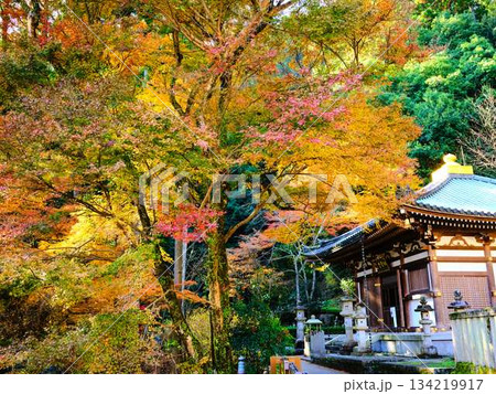 《奈良県》紅葉 《奈良県》紅葉 134219917