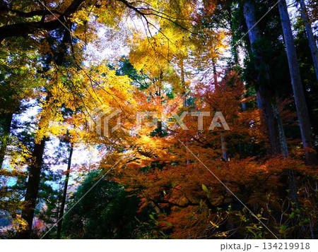 《奈良県》紅葉 《奈良県》紅葉 134219918