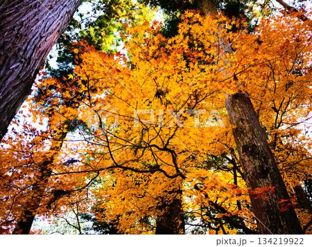《奈良県》紅葉 《奈良県》紅葉 134219922