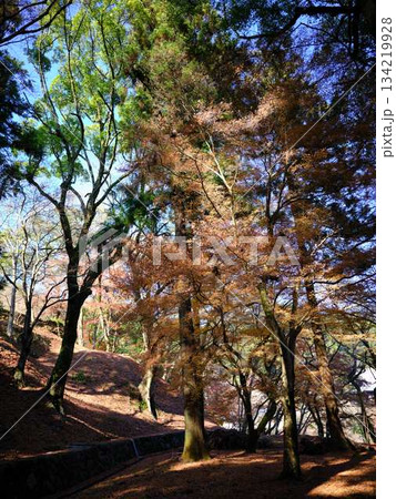 《奈良県》紅葉 《奈良県》紅葉 134219928