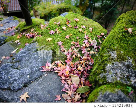 《奈良県》紅葉 134219937