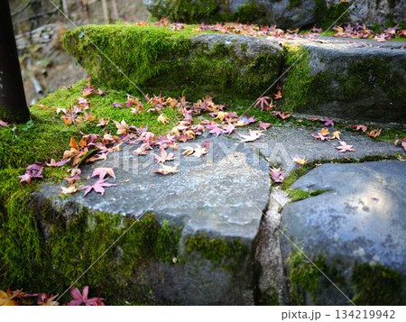 《奈良県》紅葉 《奈良県》紅葉 134219942