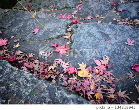 《奈良県》紅葉 134219943