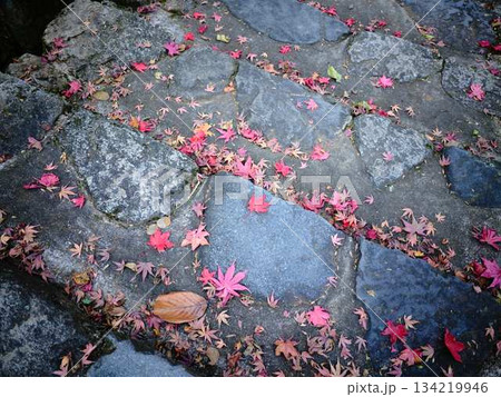 《奈良県》紅葉 《奈良県》紅葉 134219946