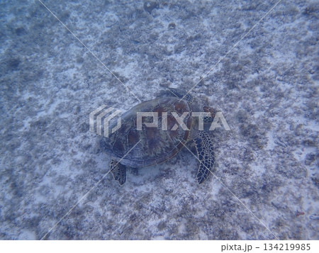 海の砂地を泳ぐ1匹のアオウミガメ 海の砂地を泳ぐ1匹のアオウミガメ 134219985