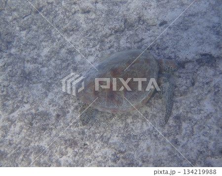 海の砂地を泳ぐ1匹のアオウミガメ 海の砂地を泳ぐ1匹のアオウミガメ 134219988