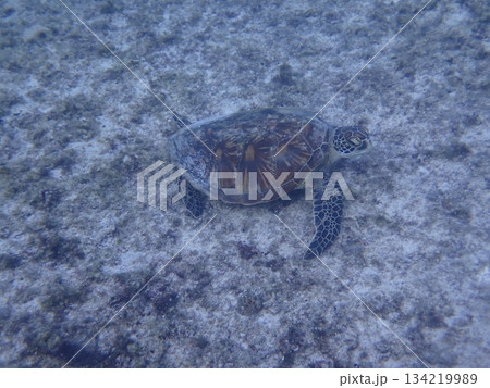海の砂地を泳ぐ1匹のアオウミガメ 海の砂地を泳ぐ1匹のアオウミガメ 134219989