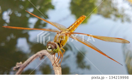 A golden orange dragonfly perched on a dry branch near the pond. 134219998