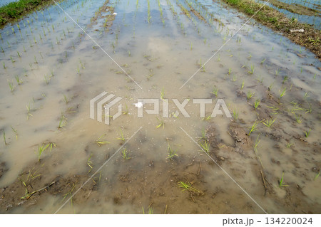 浮き苗 134220024