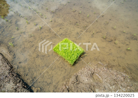 Agriculture 134220025