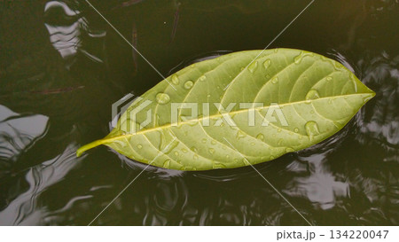 Single Green Leaf Floating on Water Surface 134220047