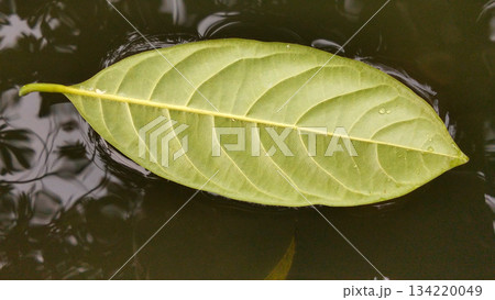 Single Green Leaf Floating on Water Surface 134220049
