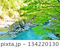 新緑の新潟県中魚沼郡津南町秘境秋山郷中津川渓谷風景 134220130
