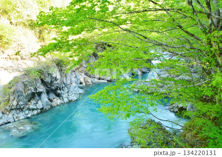 新緑の新潟県中魚沼郡津南町秘境秋山郷中津川渓谷風景 新緑の新潟県中魚沼郡津南町秘境秋山郷中津川渓谷風景 134220131