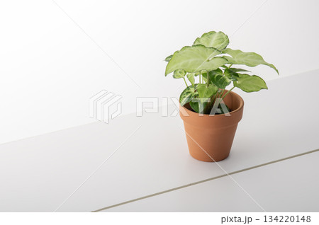 観葉植物 134220148