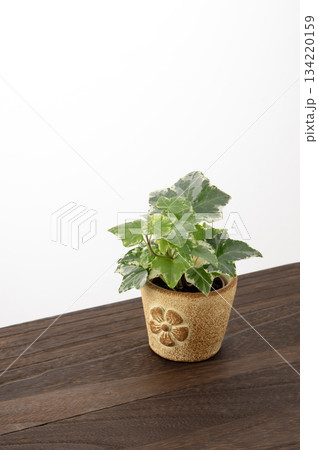 アイビー 134220159