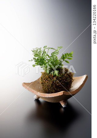 観葉植物 観葉植物 134220166
