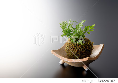 観葉植物 134220167