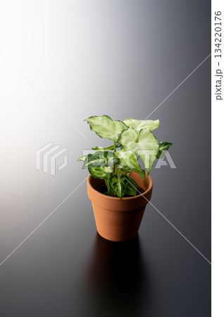 観葉植物 観葉植物 134220176