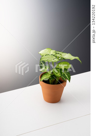 観葉植物 134220192