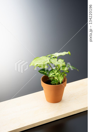 観葉植物 134220196