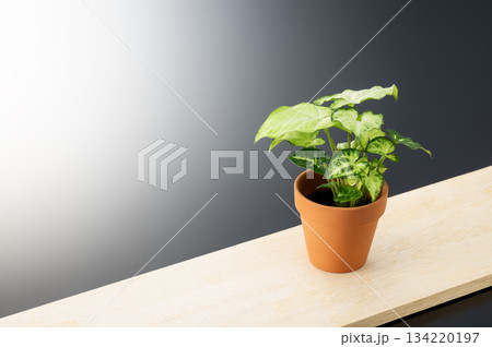 観葉植物 134220197