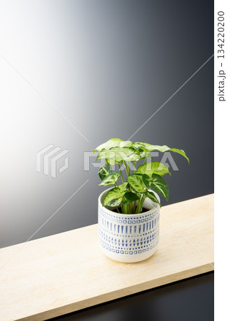 観葉植物 134220200