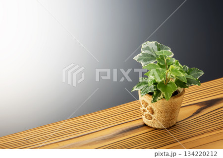 アイビー 134220212