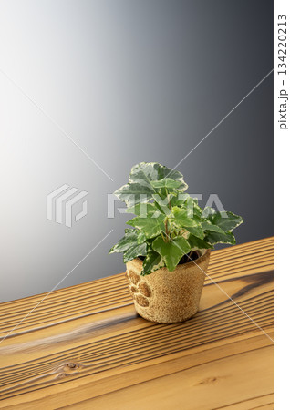 アイビー 134220213