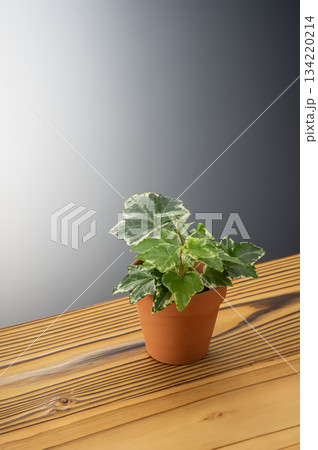 アイビー 134220214