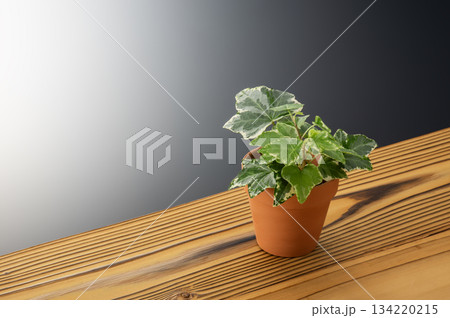 アイビー 134220215