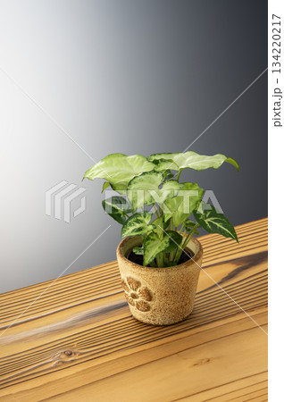 観葉植物 134220217