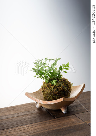 観葉植物 観葉植物 134220218