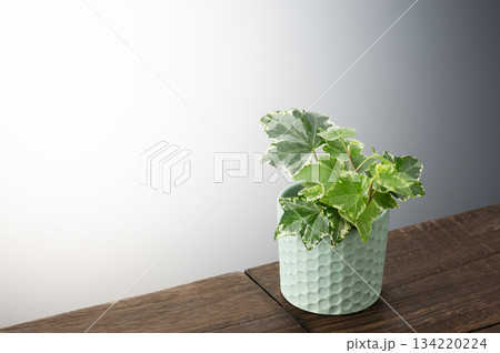 アイビー 134220224