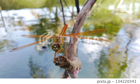 A golden dragonfly perched on a branch. A golden dragonfly perched on a branch. 134220341