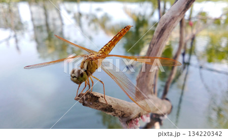 A golden dragonfly perched on a branch. 134220342