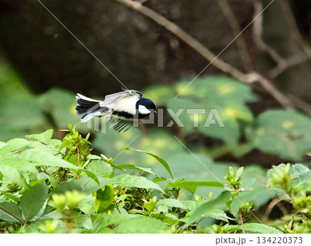 枝から飛ぶシジュウカラ 134220373