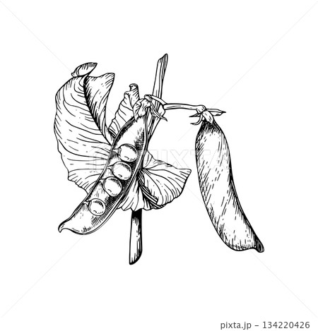 Vector illustration of a sweet, green pea plant with two pods. One open to reveal round peas inside. The hand drawn black and white sketch of plant in a botanical style. The detailed linework. Vector illustration of a sweet, green pea plant with two pods. One open to reveal round peas inside. The hand drawn black and white sketch of plant in a botanical style. The detailed linework. 134220426