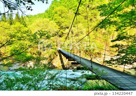 新緑の秘境秋山郷揺れる吊り橋見倉橋 新緑の秘境秋山郷揺れる吊り橋見倉橋 134220447