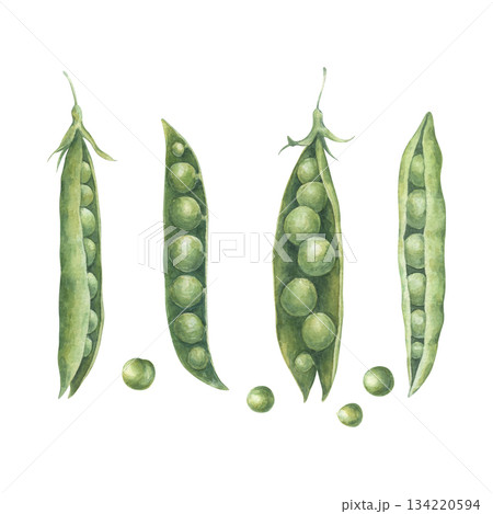 Simple set with open pods and seeds of green peas. Watercolor illustration hand drawn and isolated on a white background. Perfect for postcards, posters, other polygraph, design of tableware, textile Simple set with open pods and seeds of green peas. Watercolor illustration hand drawn and isolated on a white background. Perfect for postcards, posters, other polygraph, design of tableware, textile 134220594