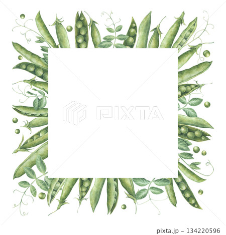 Square frame of green pea pods, leaf, sprouts and seeds. Watercolor illustration hand drawn and isolated on a white background. Perfect for postcards, invitations, posters, other polygraph, tableware Square frame of green pea pods, leaf, sprouts and seeds. Watercolor illustration hand drawn and isolated on a white background. Perfect for postcards, invitations, posters, other polygraph, tableware 134220596