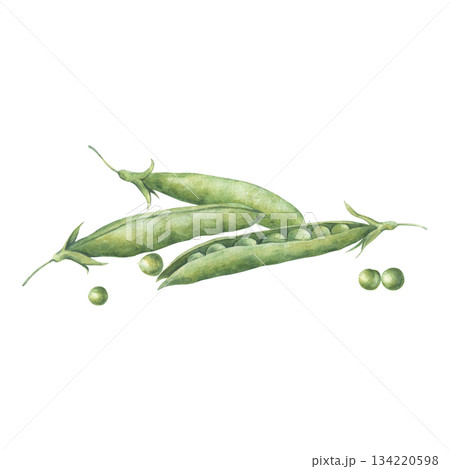 Composition with pods and seeds of green peas. Watercolor illustration hand drawn and isolated on a white background. Perfect for design packing of food, postcard, posters, other polygraph, tableware Composition with pods and seeds of green peas. Watercolor illustration hand drawn and isolated on a white background. Perfect for design packing of food, postcard, posters, other polygraph, tableware 134220598