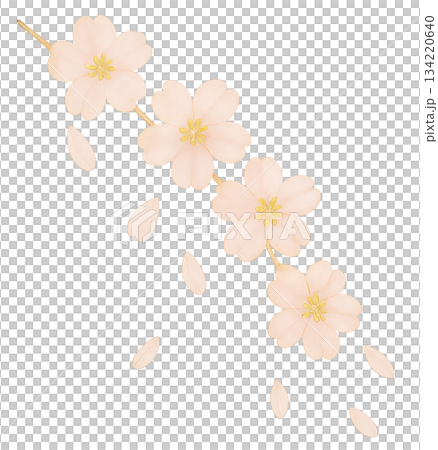 A spring background decorated with cherry blossoms and petals falling on the bottom left, A gentle spring design with soft cherry blossoms and petals falling, A spring background decorated with cherry blossoms and petals falling on the bottom left, A gentle spring design with soft cherry blossoms and petals falling, 134220640
