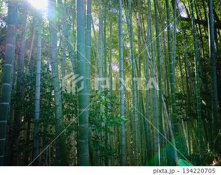 京都　嵯峨野の竹林 134220705