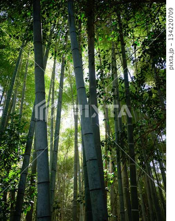 京都　嵯峨野の竹林 134220709