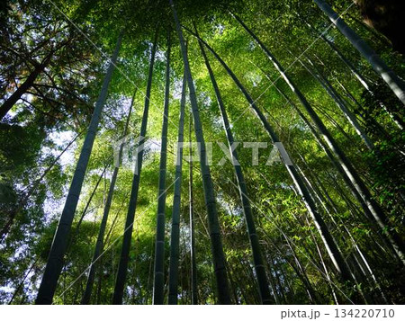 京都　嵯峨野の竹林 134220710