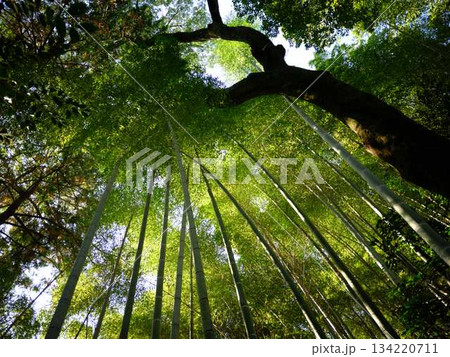 京都　嵯峨野の竹林 134220711